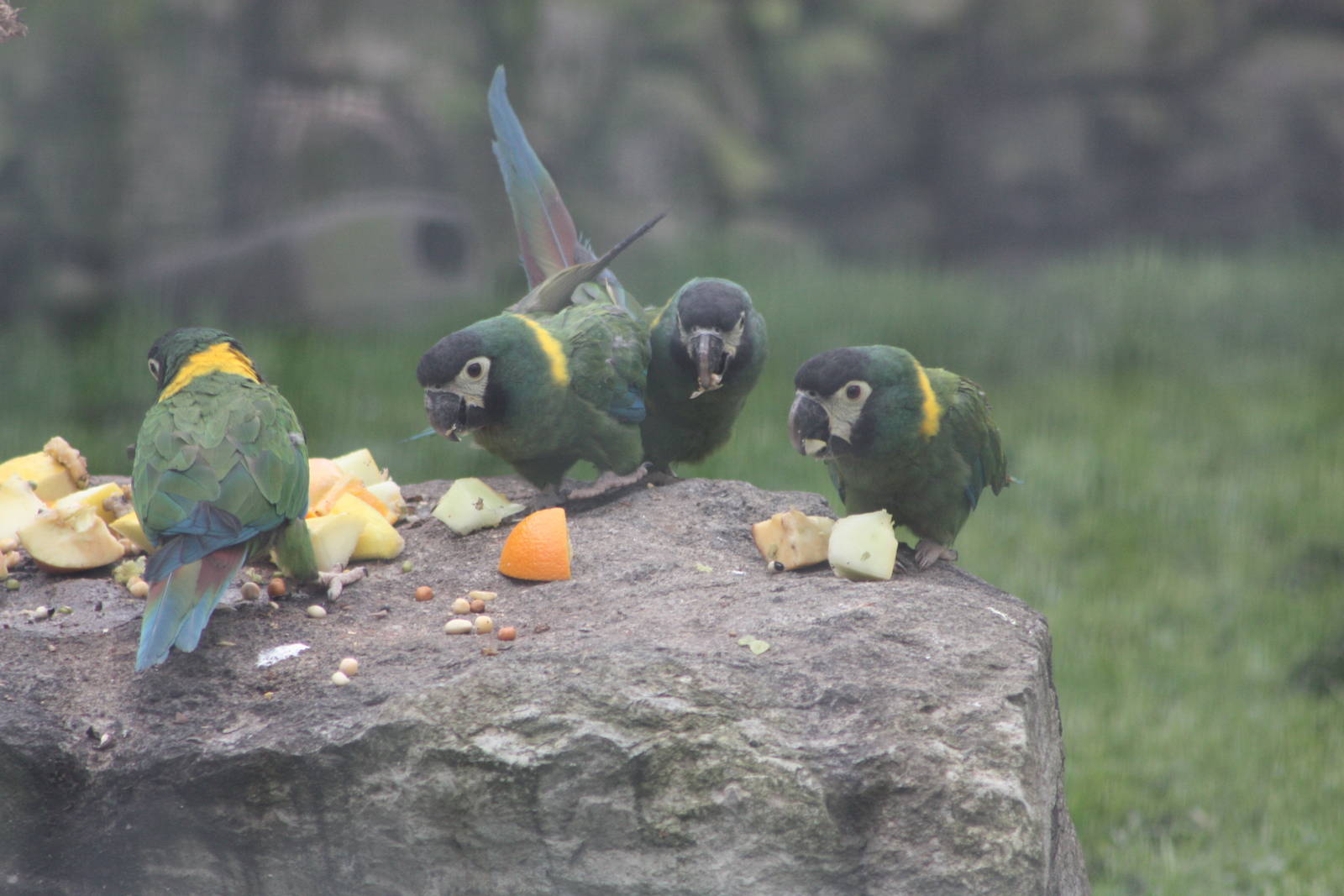 Yellow-collared Macaws, 6th May 2014