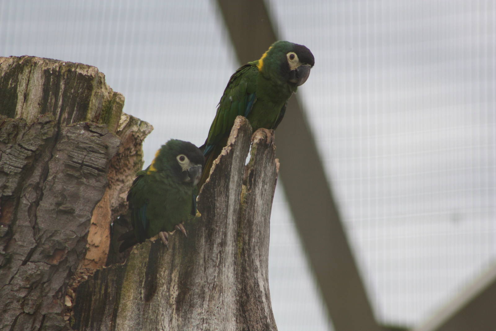 Yellow-collared Macaws, 9th June 2014