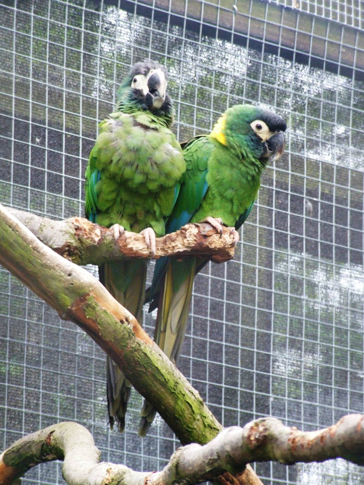Yellow-collared Macaws at Tropical Birdland, 18/05/13