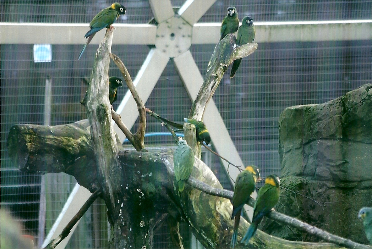 Yellow-collared Macaws plus Orange-winged Amazon 4th January 2013