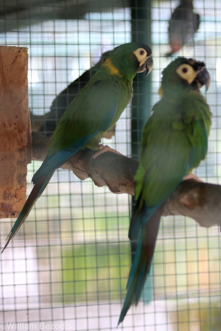 Yellow-collared Macaws