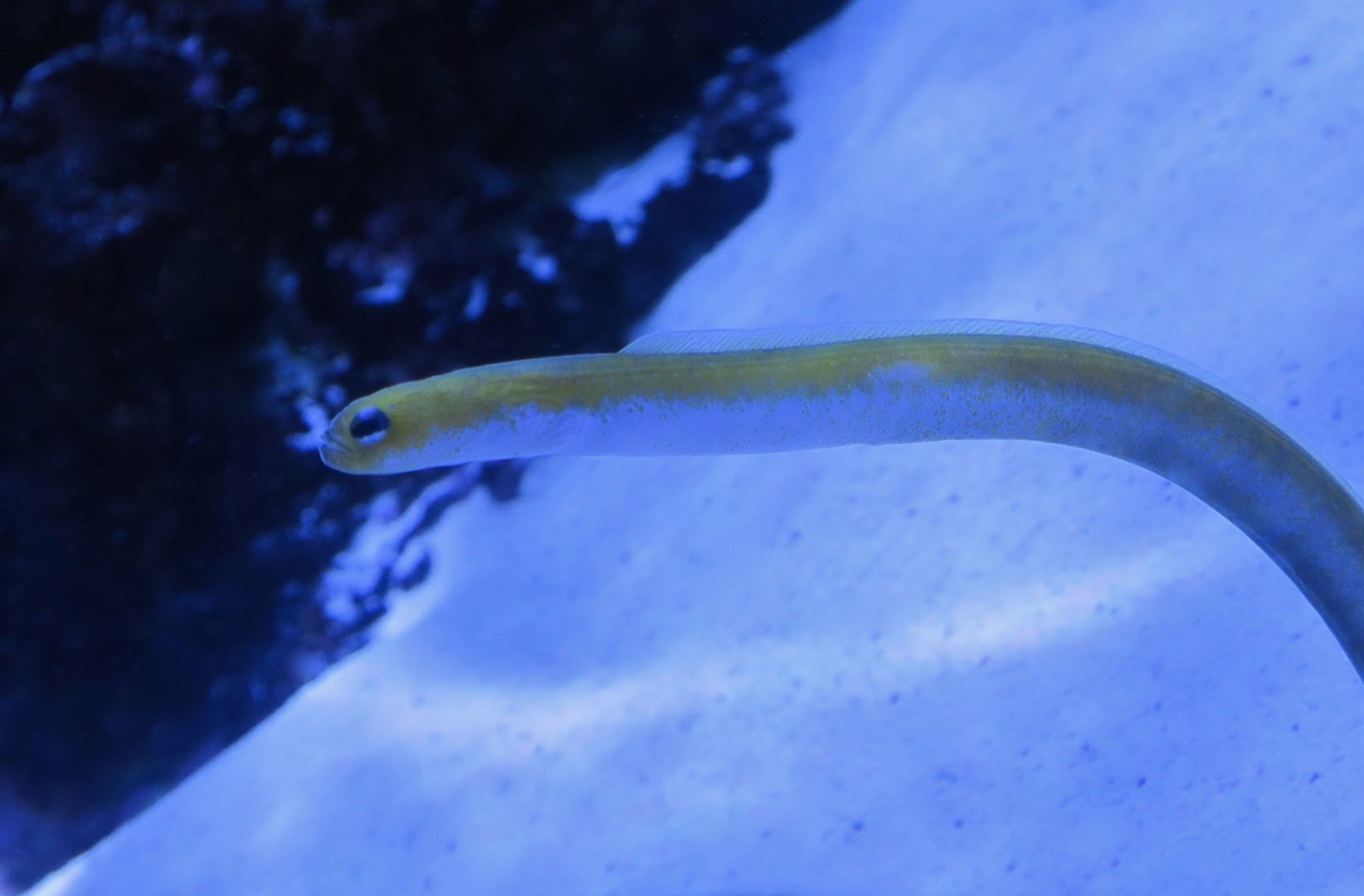 Yellow Conger Eel (Heteroconger luteolus)