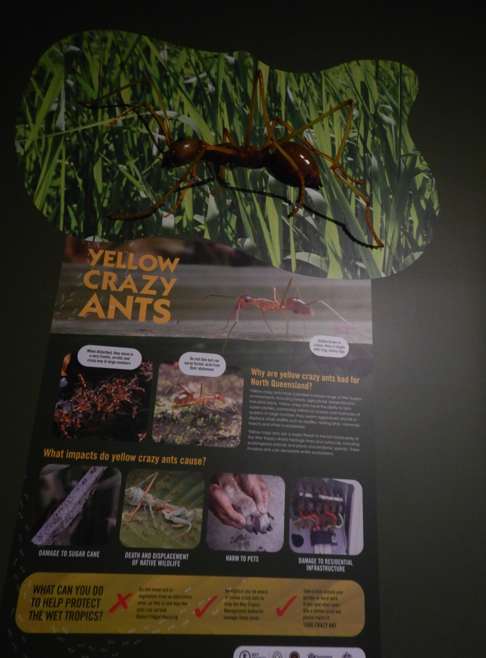 Yellow Crazy Ant Display