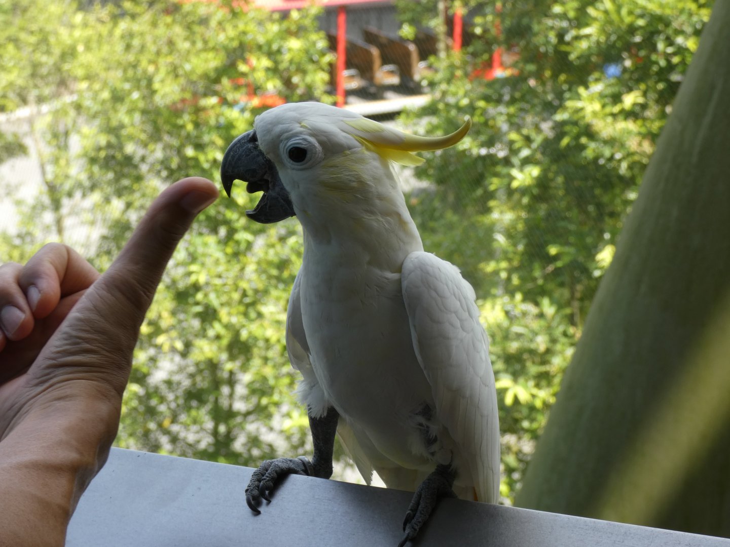 Yellow-crested cockatoo and naughty visitor
