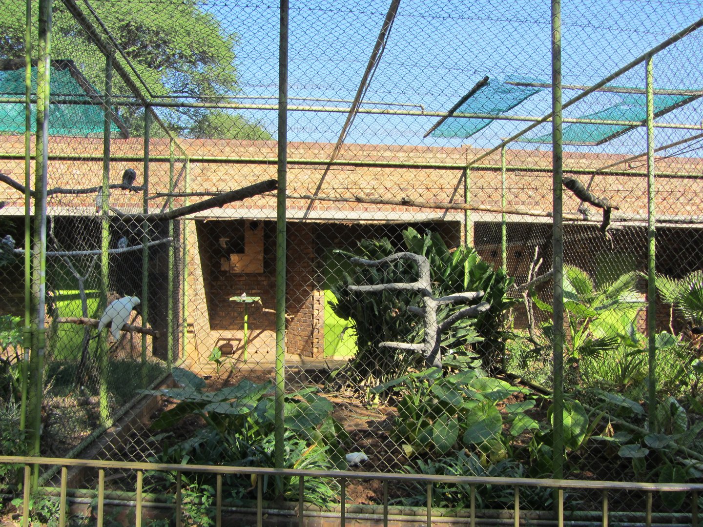 Yellow-crested Cockatoo Aviary