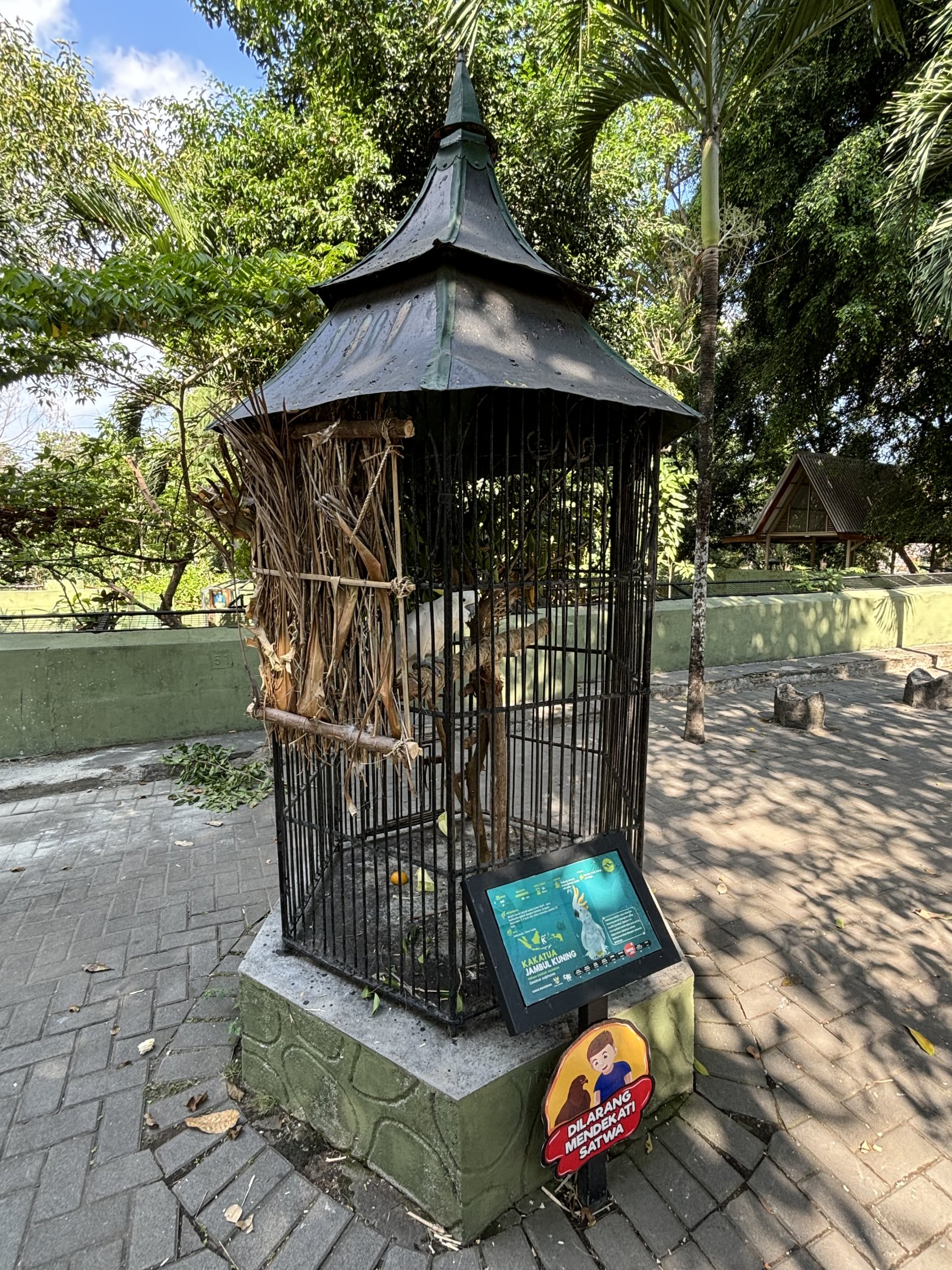 Yellow-crested Cockatoo Aviary