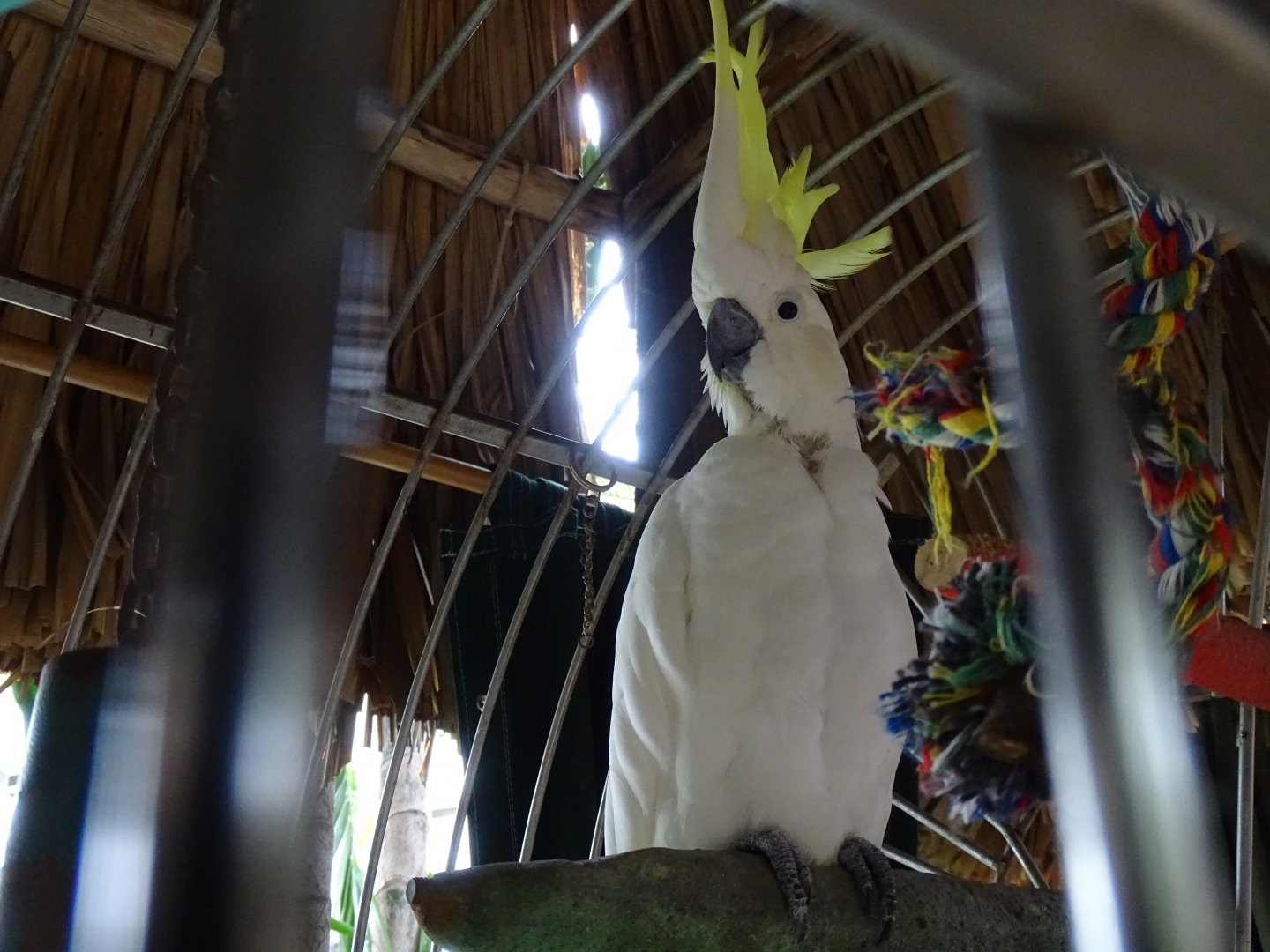 Yellow-crested cockatoo (Cacatua sulphurea) In a hotel in Aruba
