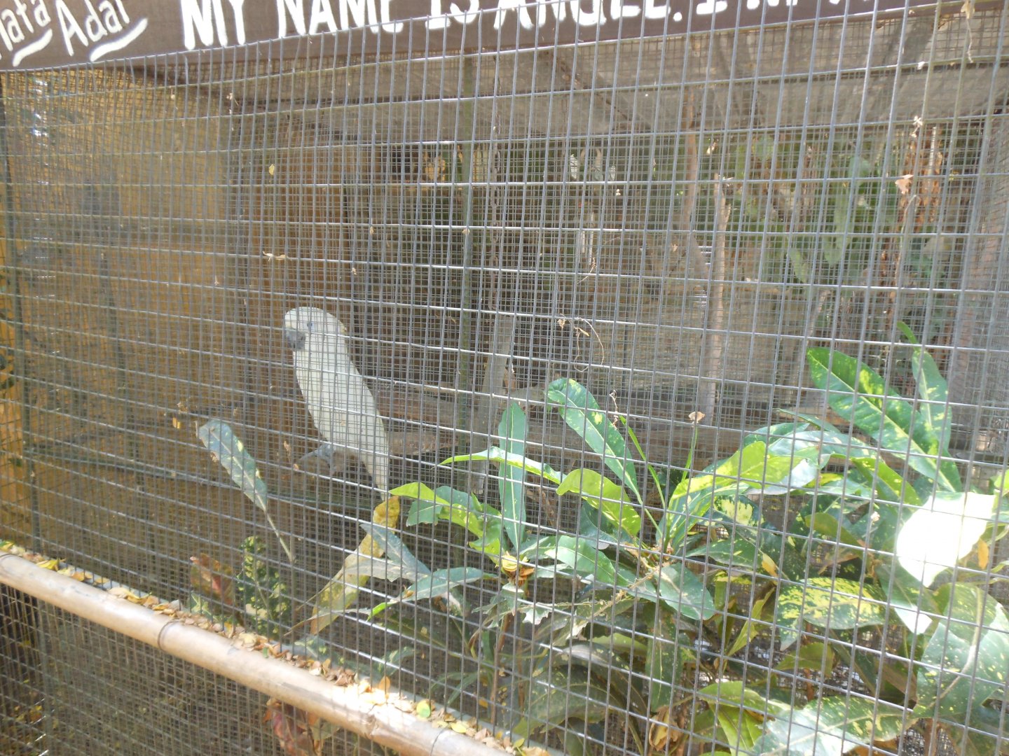 Yellow-Crested Cockatoo (Cacatua sulphurea)