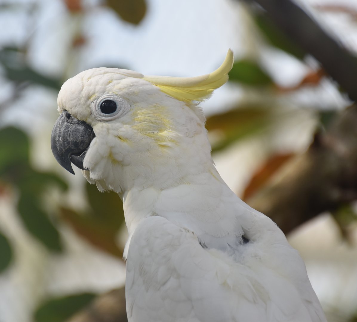 Yellow-crested Cockatoo (Cacatua sulphurea)