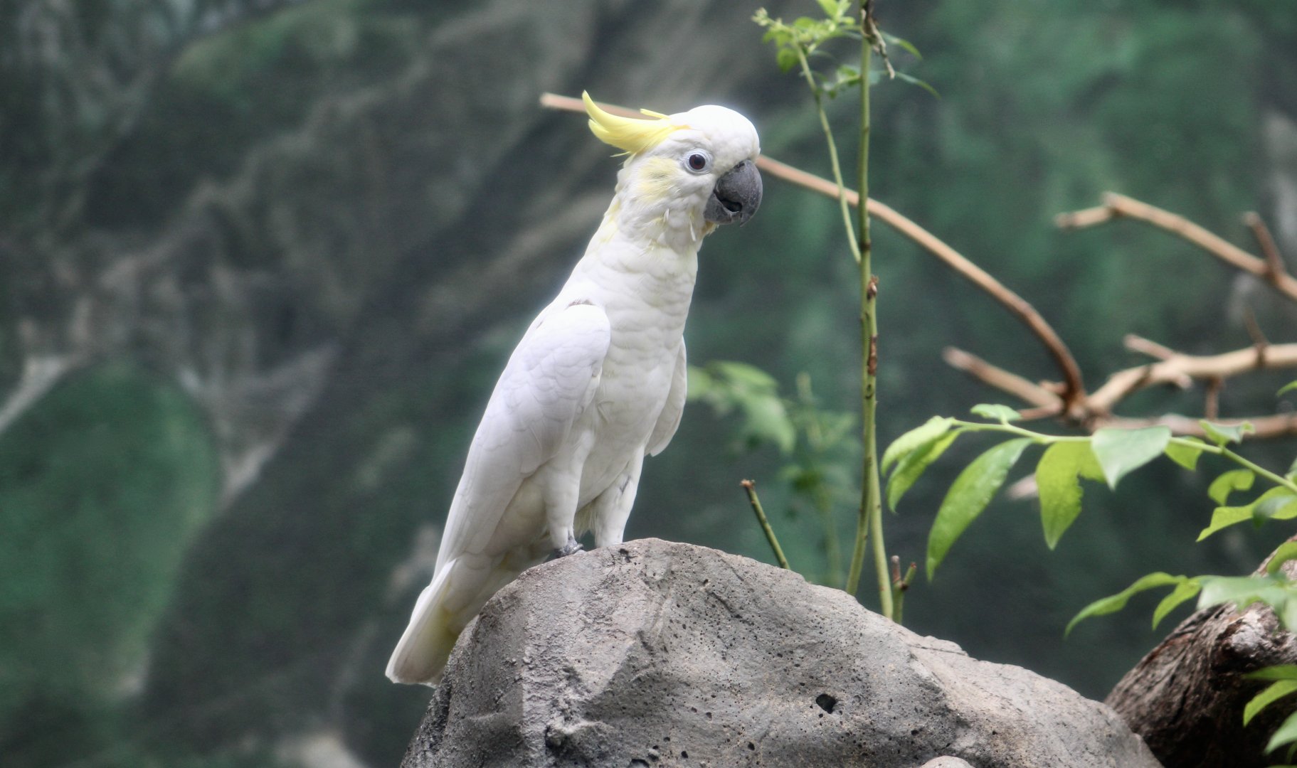 Yellow-Crested Cockatoo (Cacatua sulphurea)