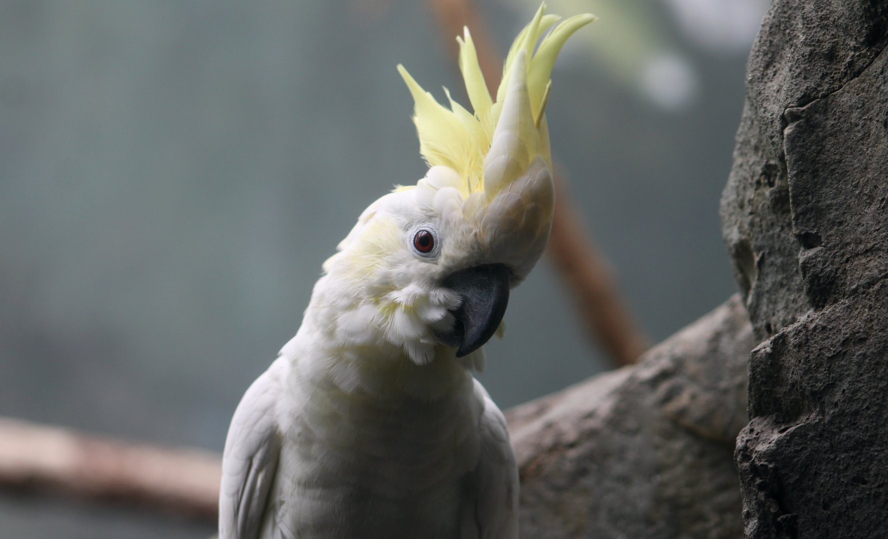 Yellow-Crested Cockatoo (Cacatua sulphurea)