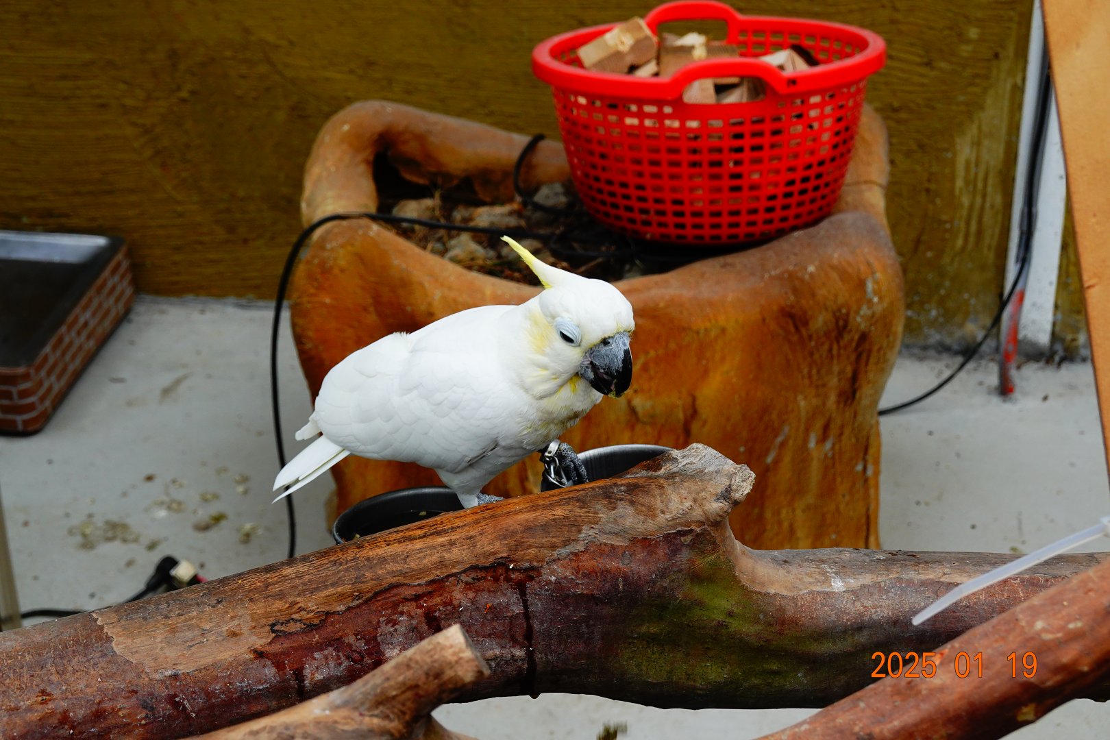 Yellow-crested Cockatoo (Cacatua sulphurea)