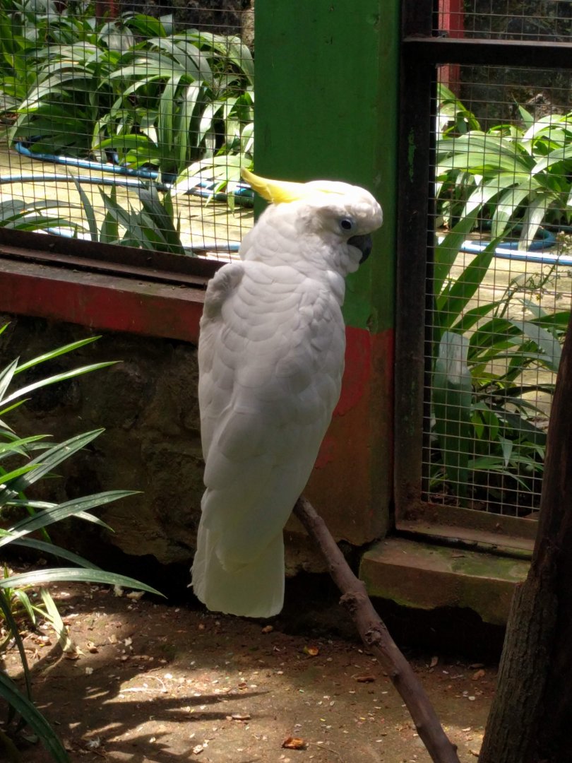Yellow-crested Cockatoo (Cacatua suplhurea) - Taru Jurug Zoo