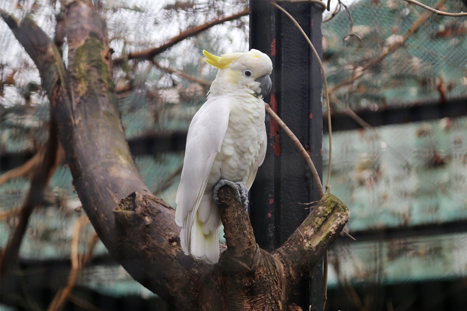 Yellow-crested Cockatoo, December 2018
