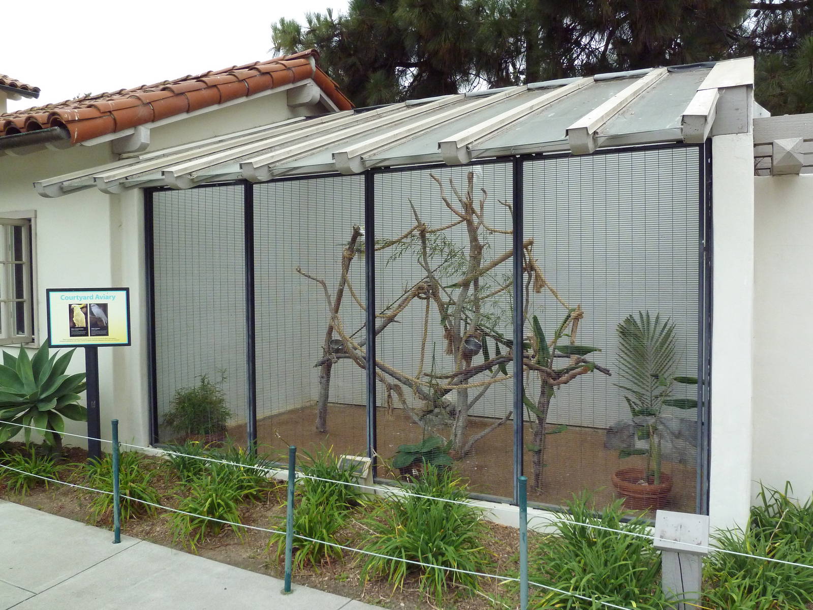 Yellow-Crested Cockatoo/Goffin's Cockatoo Exhibit