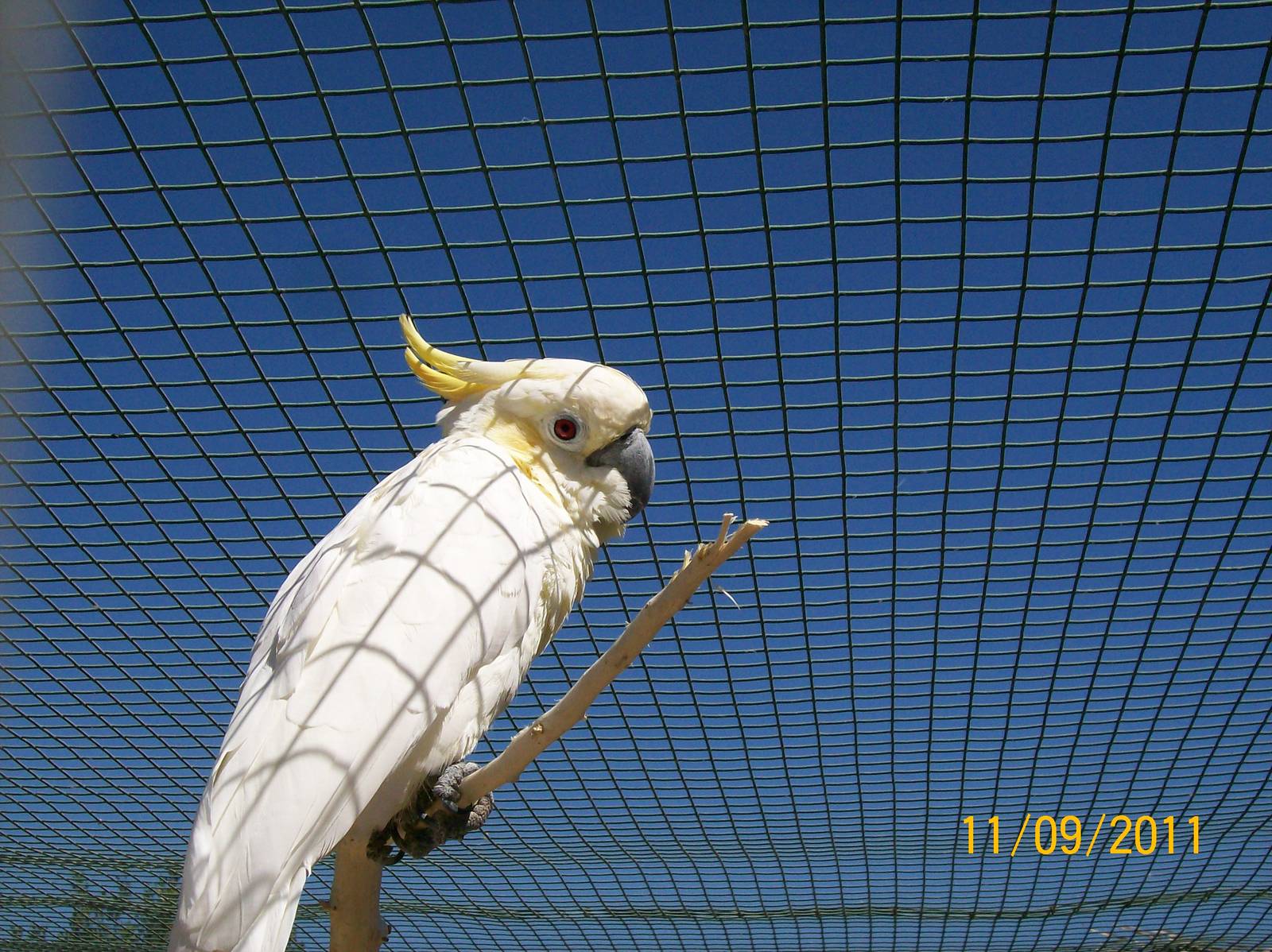 Yellow-crested cockatoo