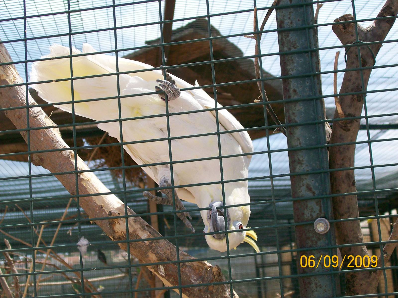 Yellow-crested cockatoo