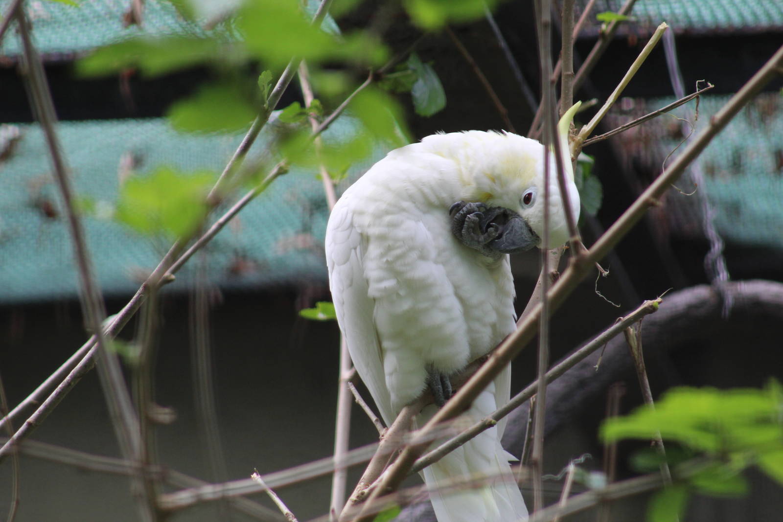 Yellow-Crested Cockatoo