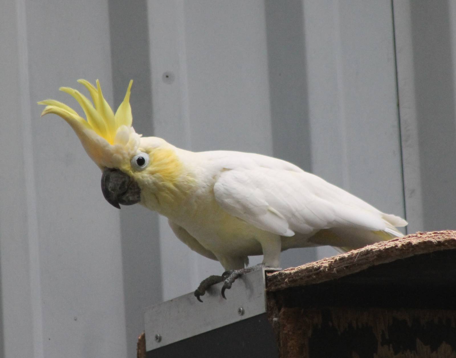 Yellow-crested cockatoo