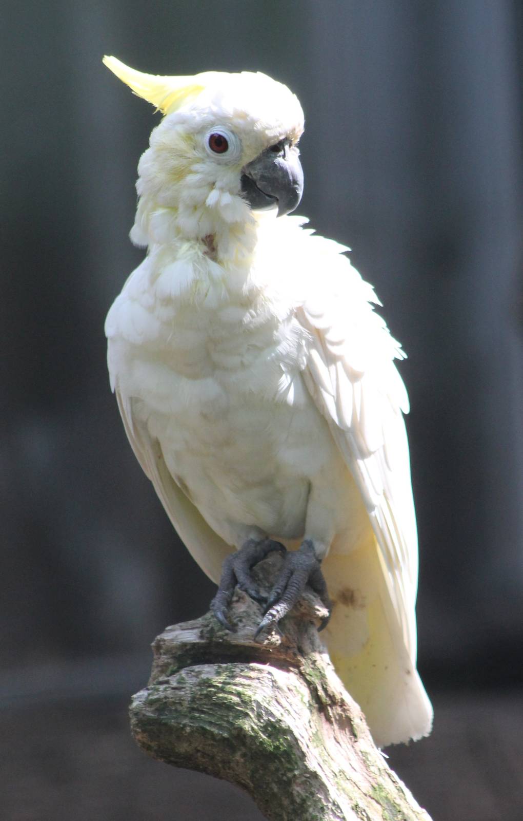 Yellow-crested cockatoo