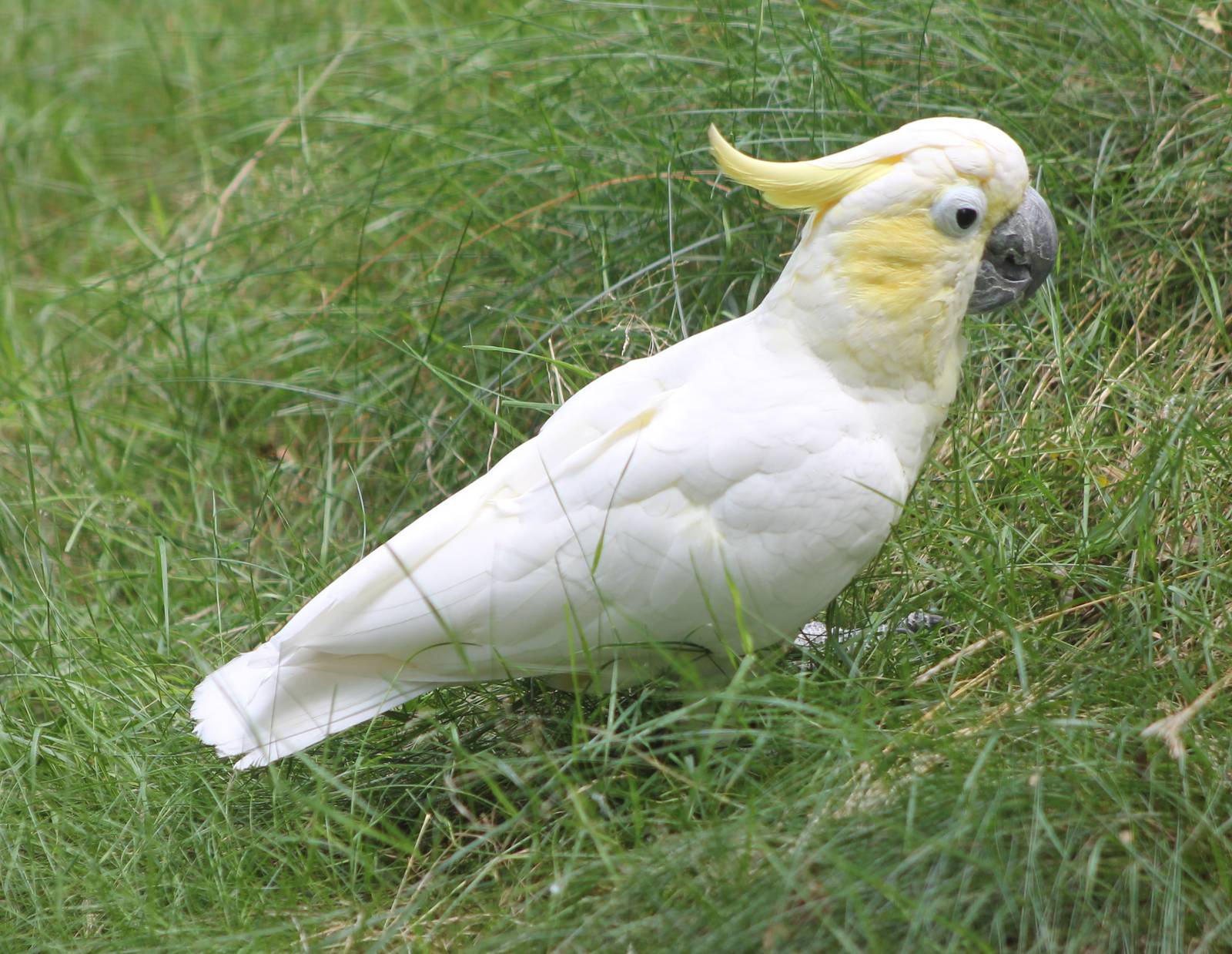 Yellow-crested cockatoo