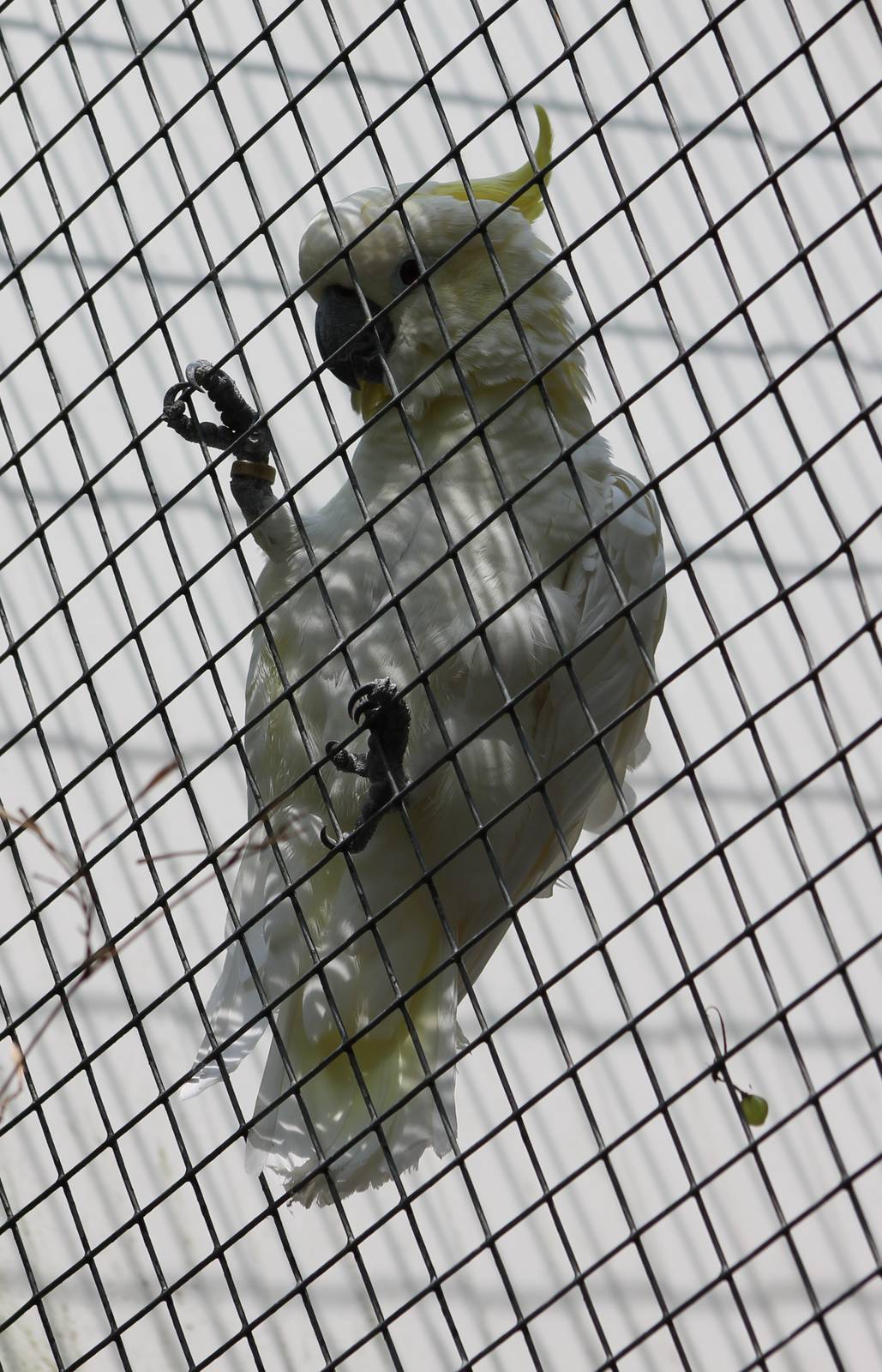 Yellow-crested cockatoo