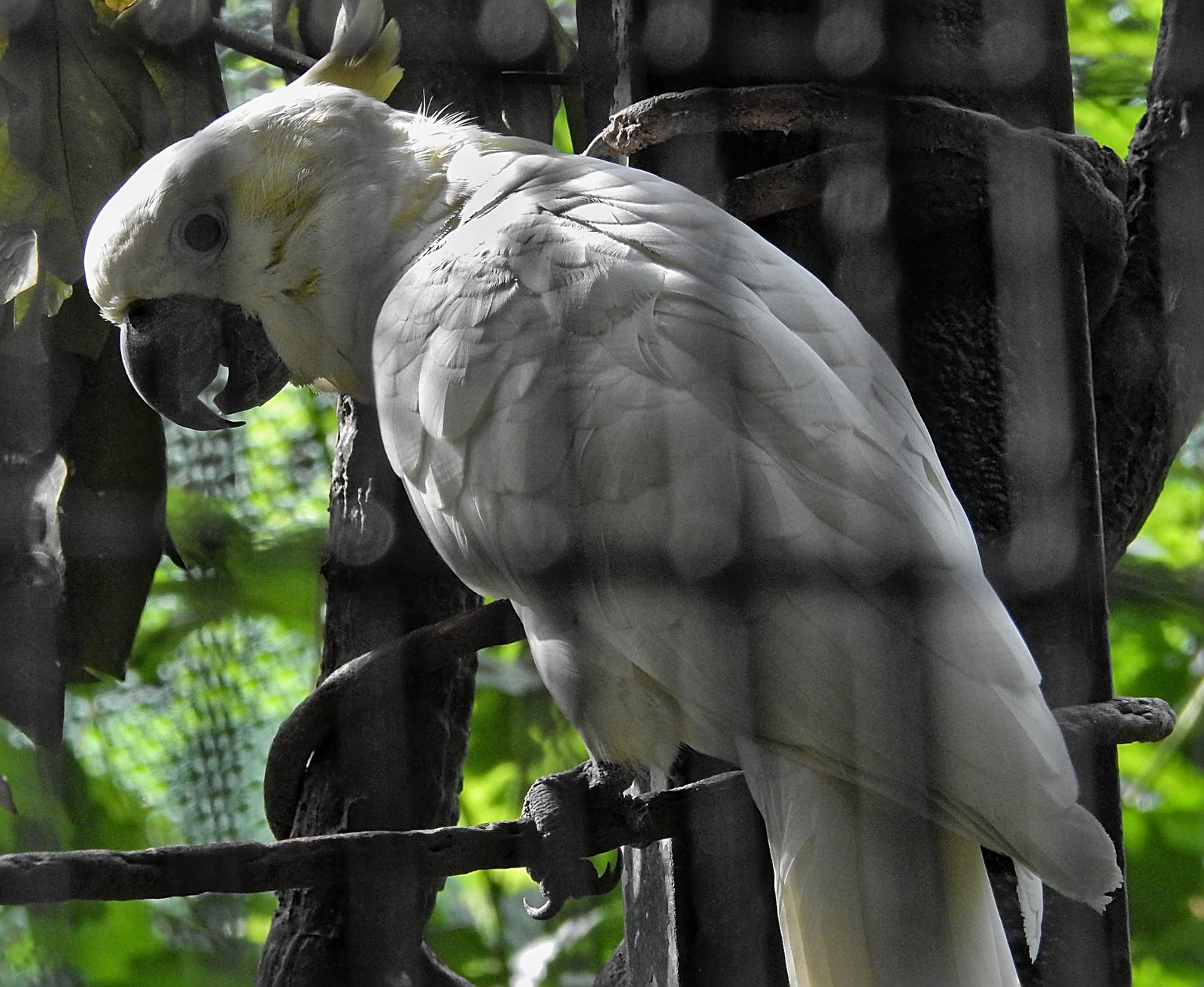 Yellow Crested Cockatoo