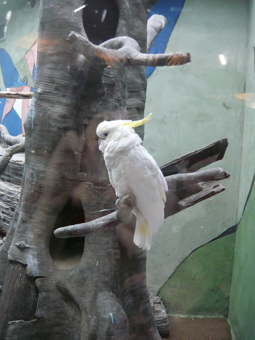 Yellow-crested cockatoo