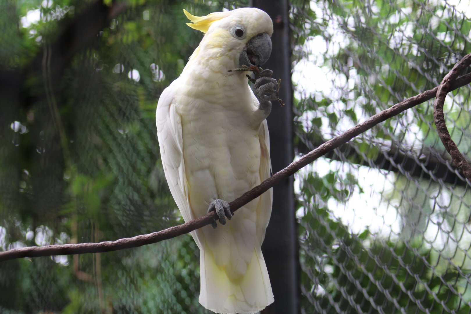 Yellow-Crested Cockatoo