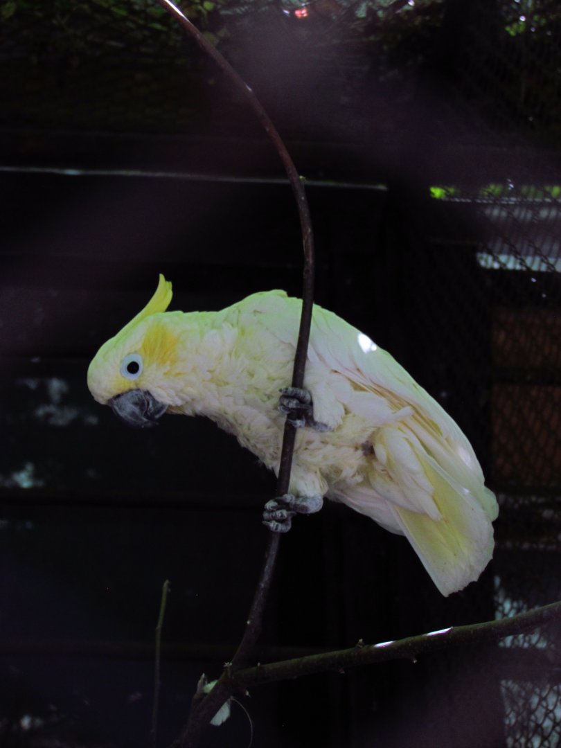 Yellow-crested cockatoo