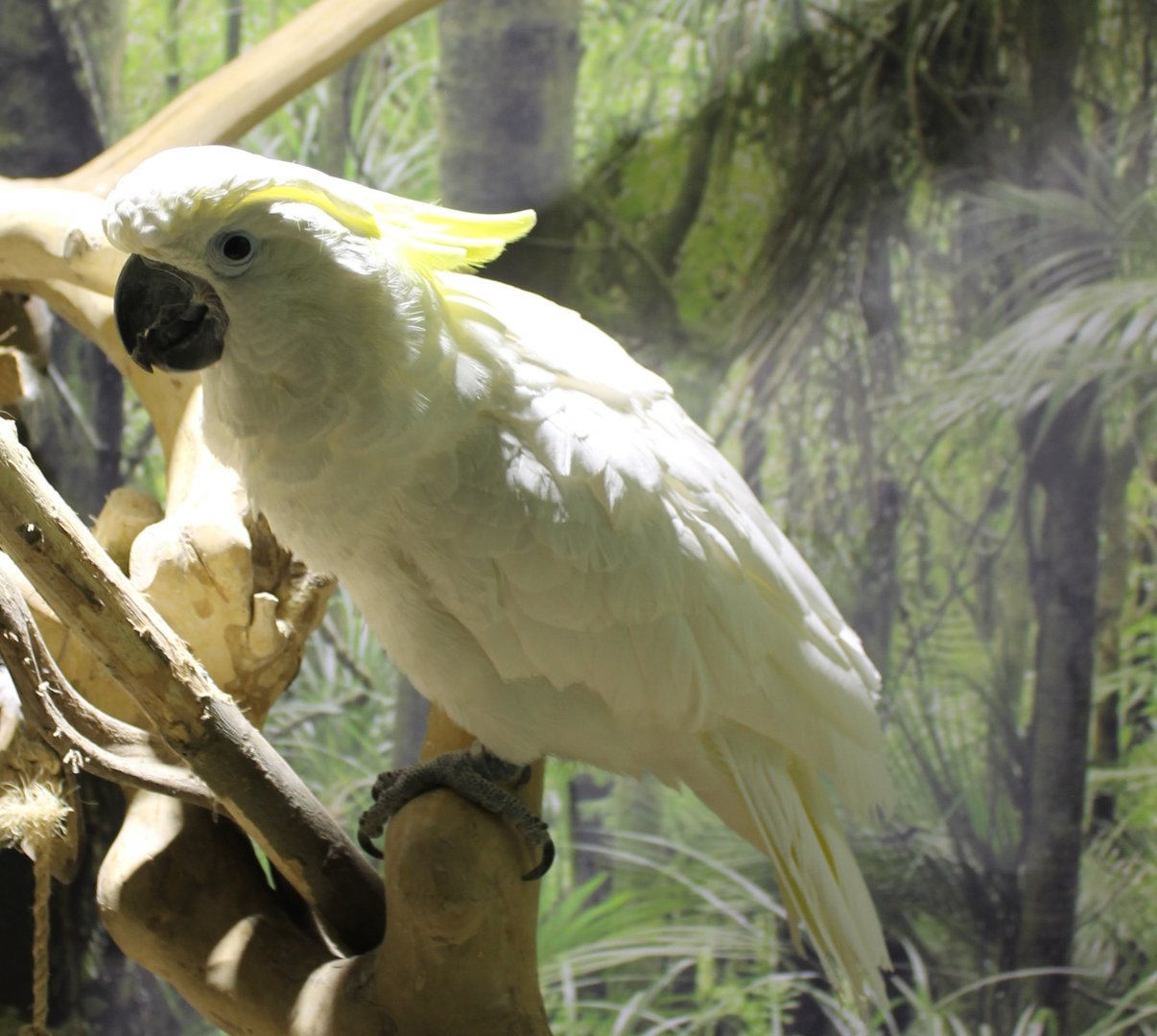 Yellow-crested cockatoo