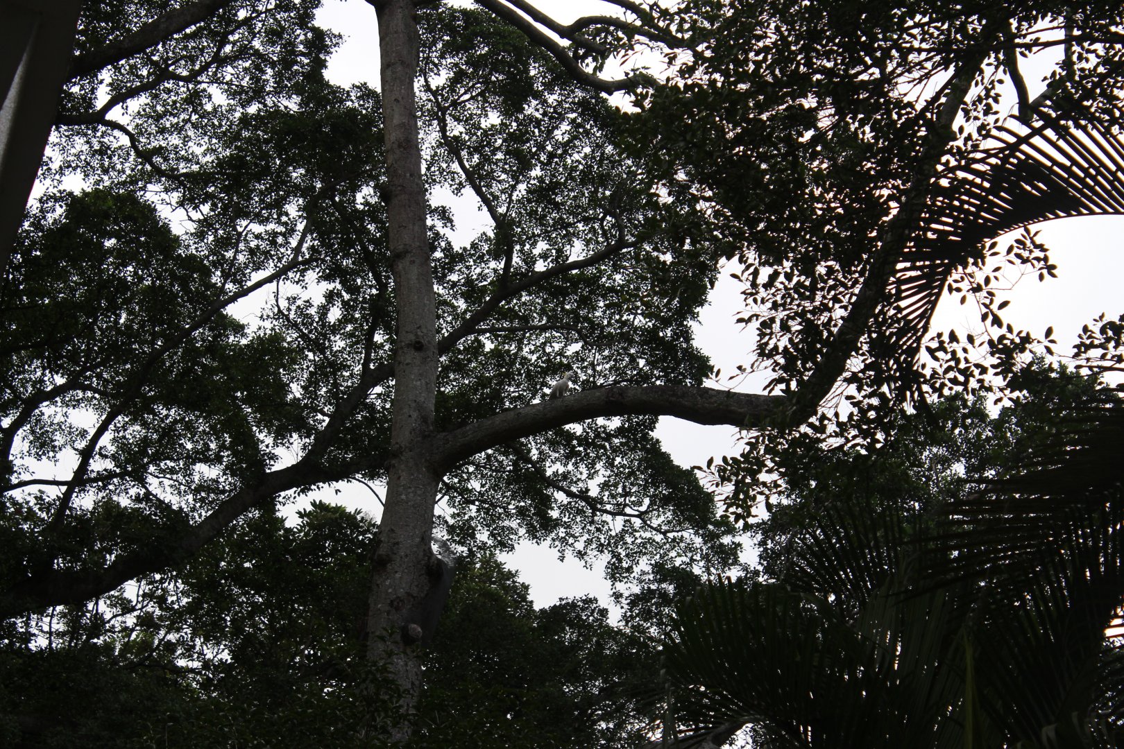 Yellow-crested cockatoo