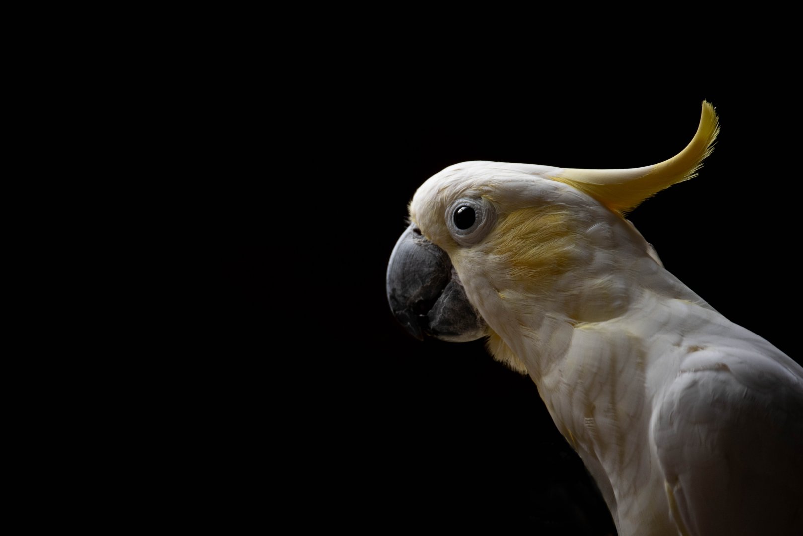 Yellow-crested cockatoo