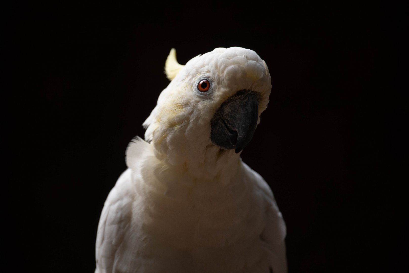 Yellow-crested cockatoo