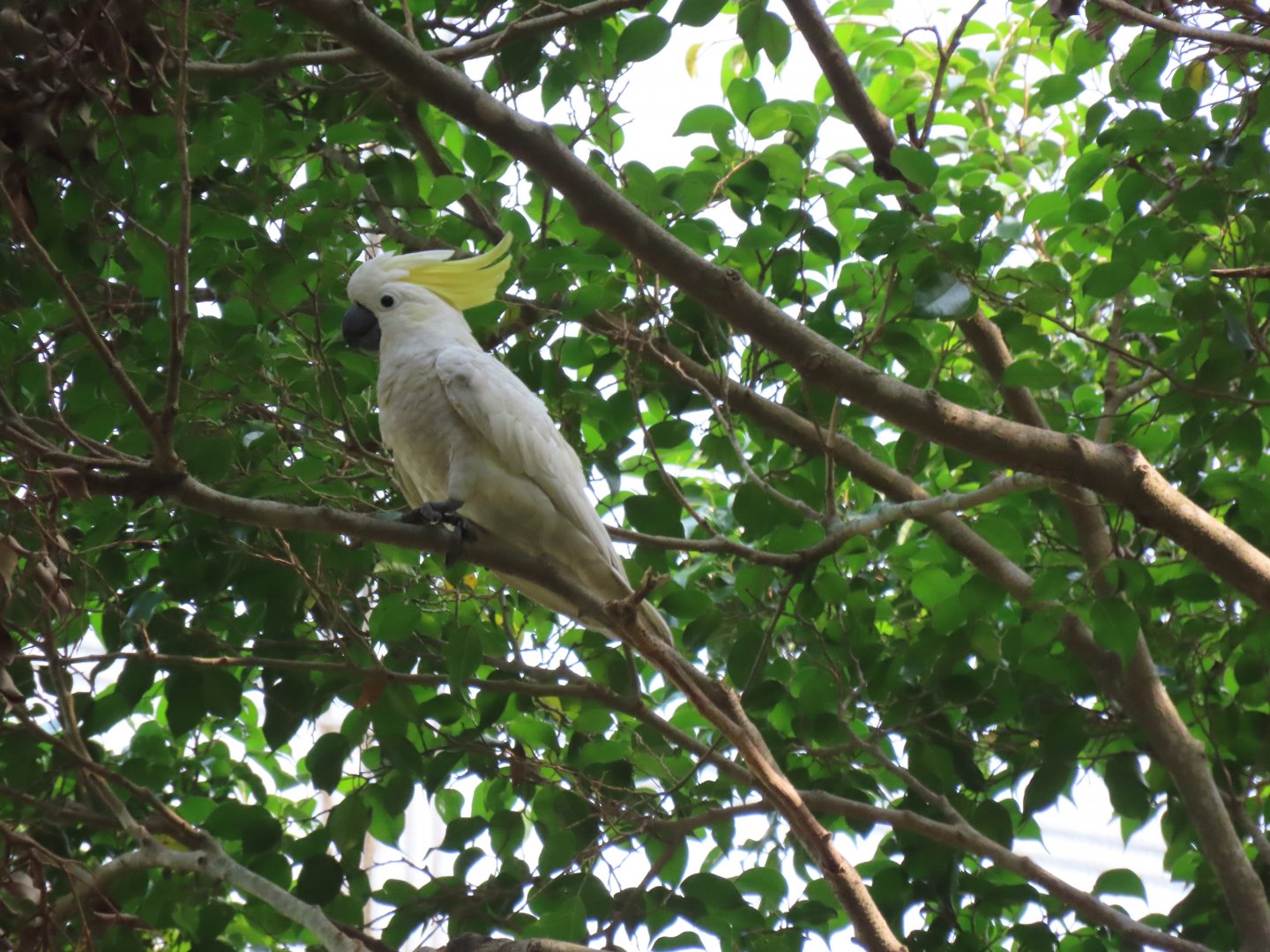 Yellow crested cockatoo
