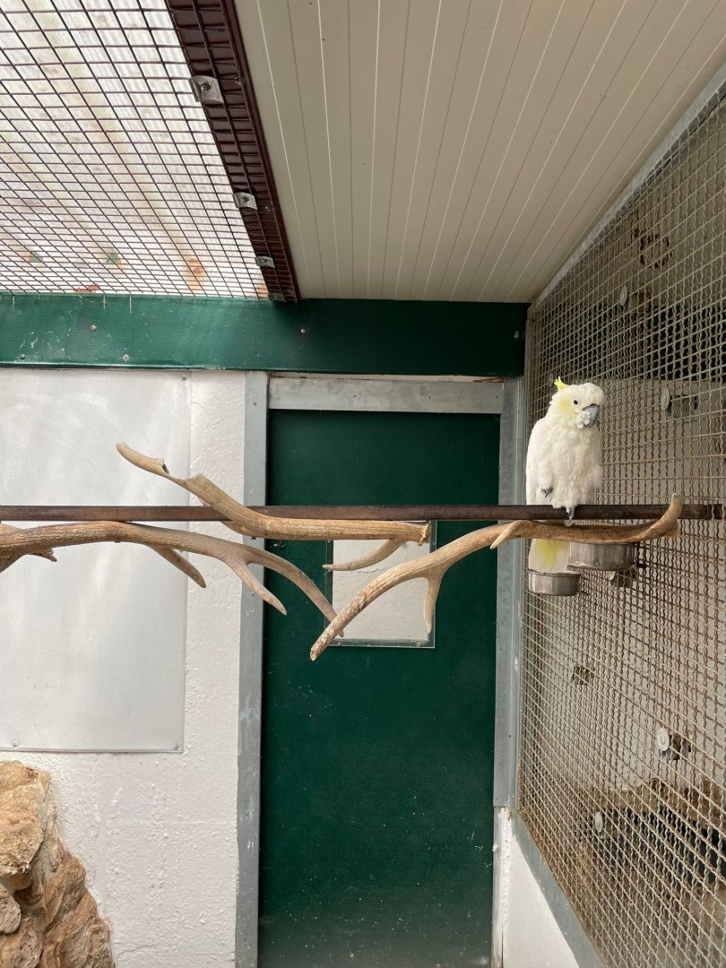 Yellow crested Cockatoo
