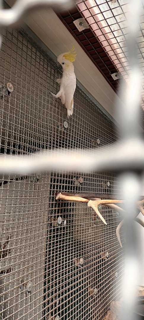 Yellow crested Cockatoo