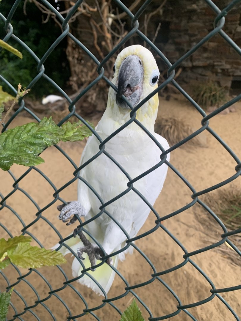 Yellow-crested cockatoo