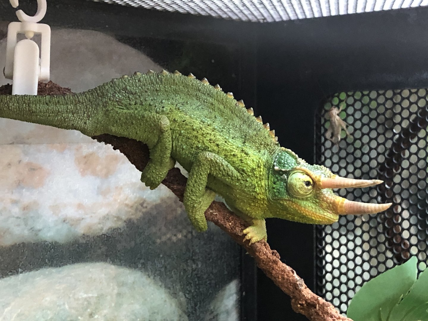 Yellow-crested Jackson's chameleon (Petco)