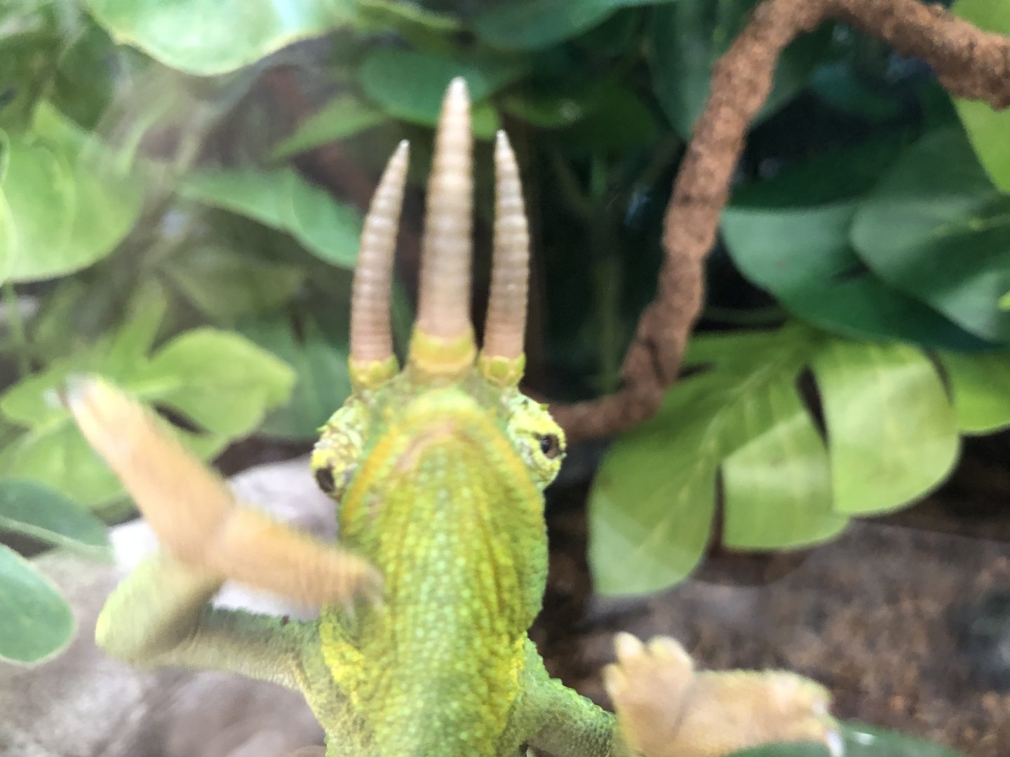 Yellow-crested Jackson's chameleon (Petco)