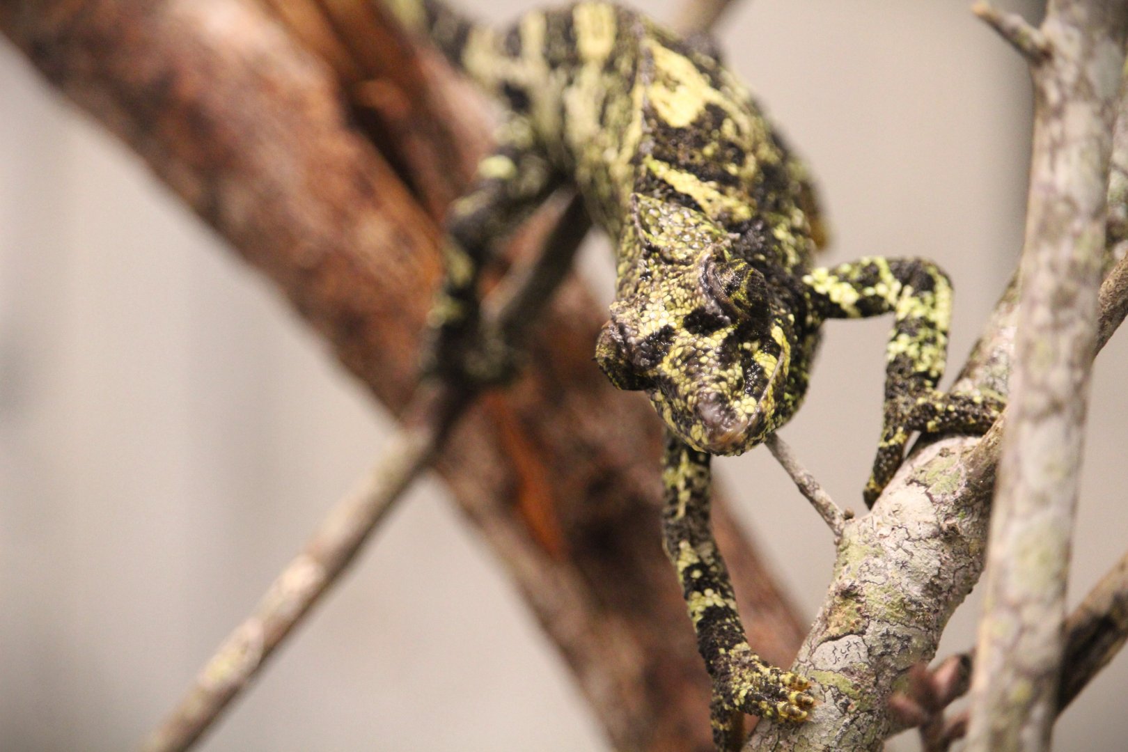 Yellow-crested Jackson's Chameleon