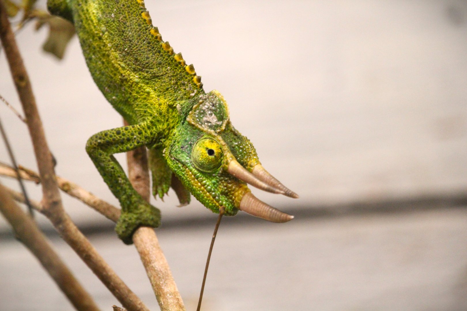 Yellow-crested Jackson's Chameleon
