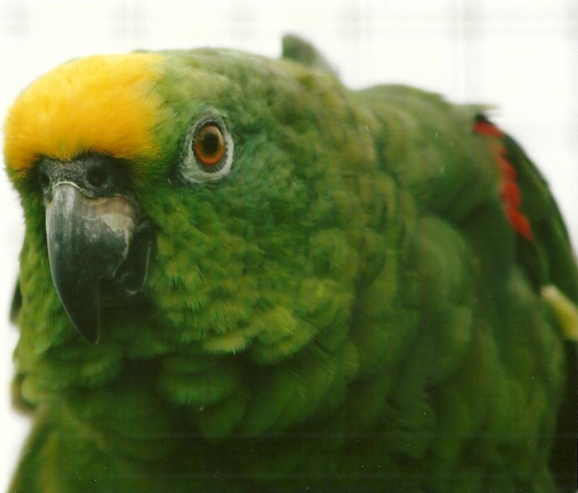 Yellow-crowned Amazon 10th September 2012