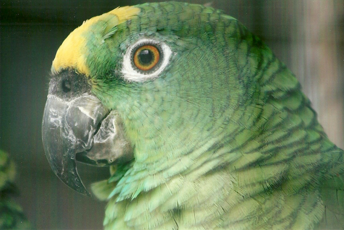 Yellow-crowned Amazon 10th September 2012