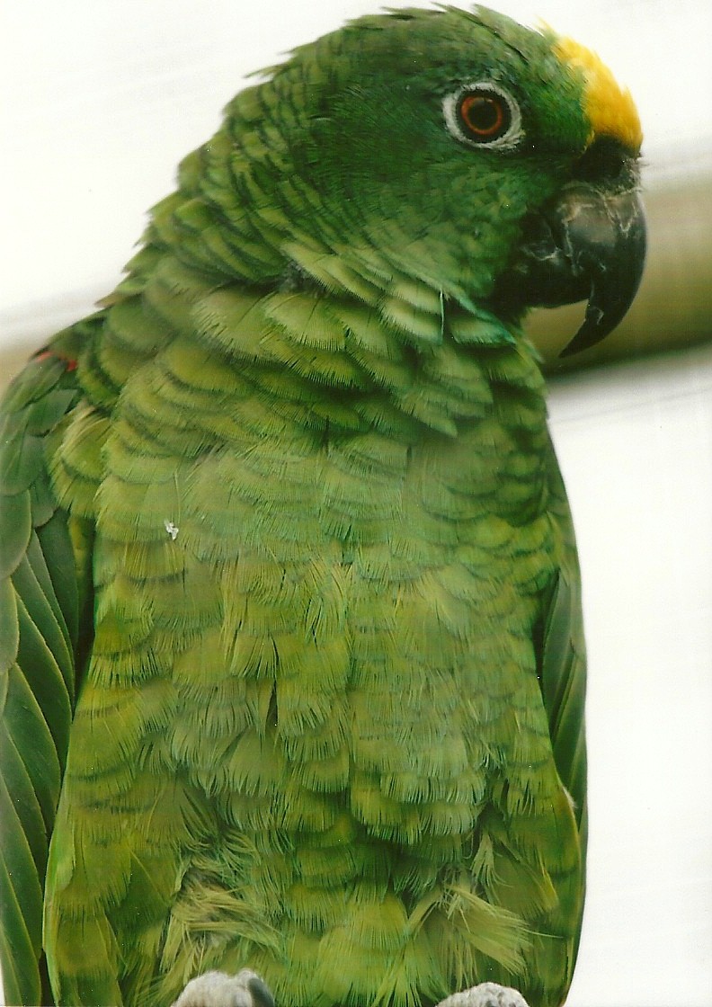 Yellow-crowned Amazon 10th September 2012