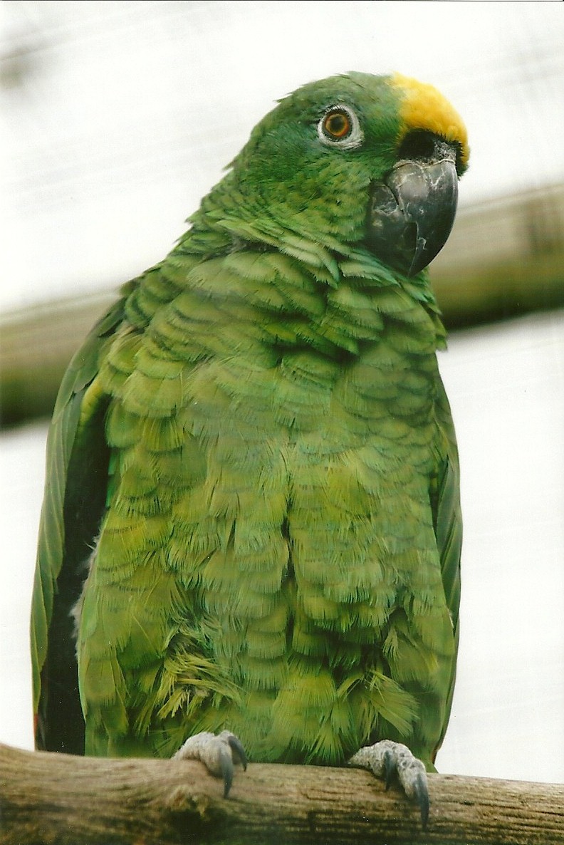 Yellow-crowned Amazon 10th September 2012