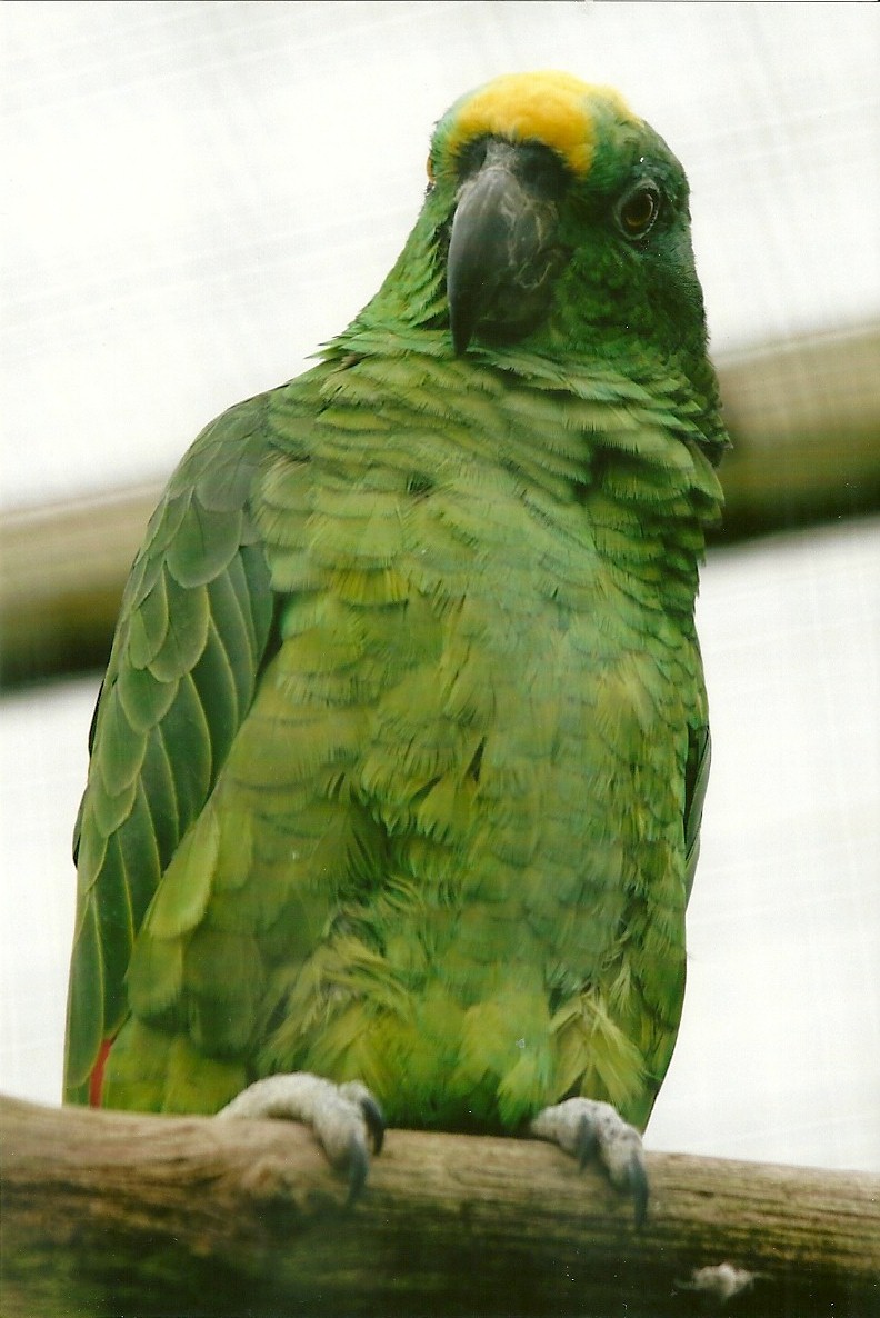 Yellow-crowned Amazon 10th September 2012