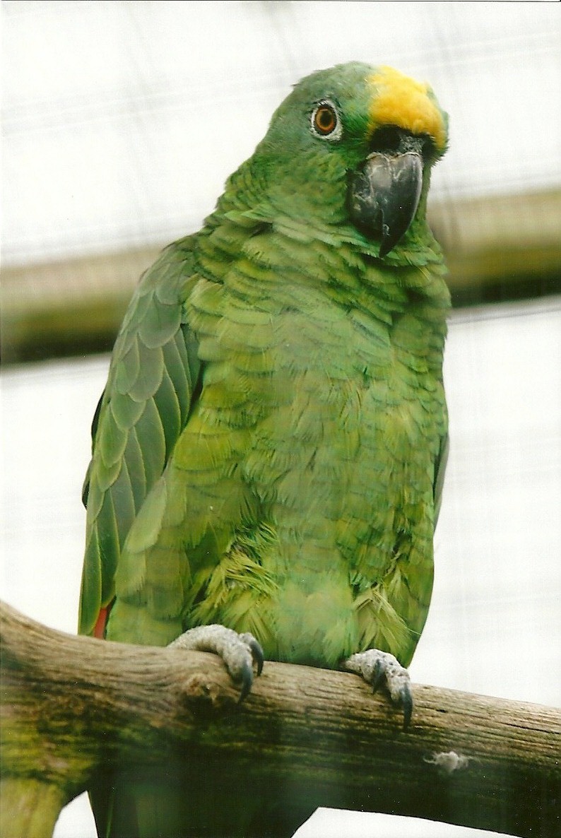 Yellow-crowned Amazon 10th September 2012