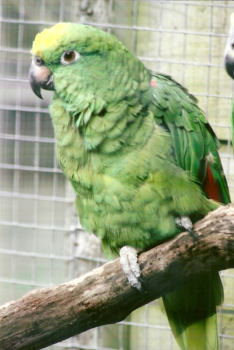 Yellow-crowned Amazon 11th September 2012