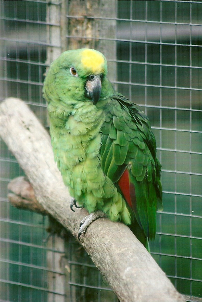 Yellow-crowned Amazon 11th September 2012